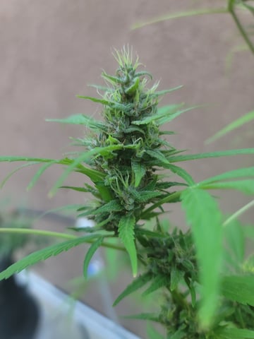 Poison Rainbows — flower, day 134