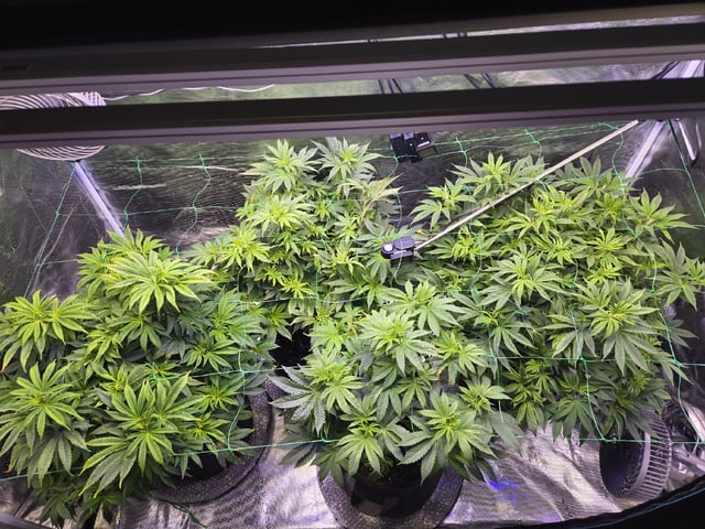 4 strains in 1 tent — vegetative, day 63