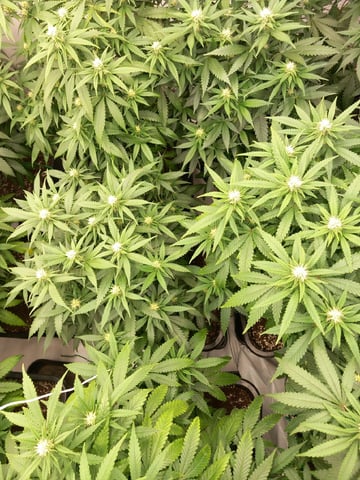 10x Critical Feminisiert from Ganjafarmerseeds 