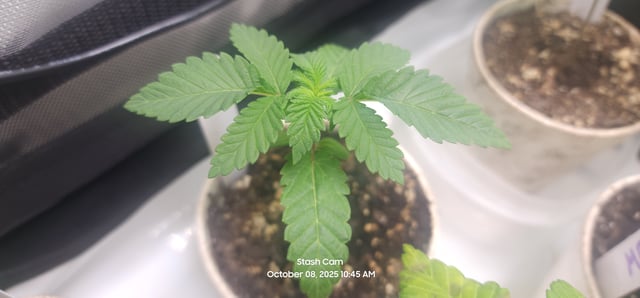 Another Custom Creation — seedling_rooting, day 11