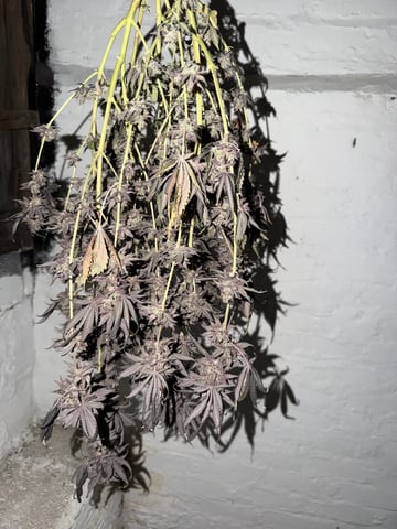  Trying to go big — harvest, day 168