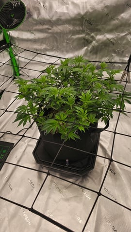 first grow — flower, day 59