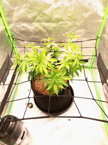 Blue Cheese from Barney's Farm — vegetative, day 3
