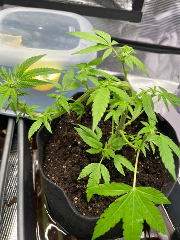 BETTERDAYZBUDZ — vegetative, day 3