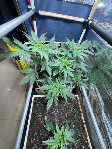 CHEESE AUTO ZEN Seeds — flower, day 39