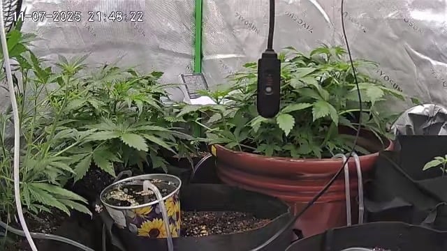 Bruce Banner (Auto) — vegetative, day 26