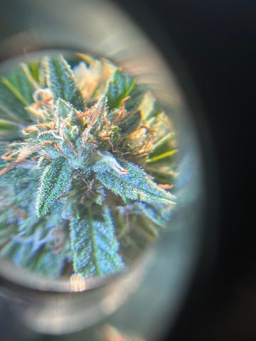 Banana Hammock — flower, day 1