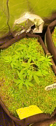 First Grow with the new setup  — vegetative, day 39