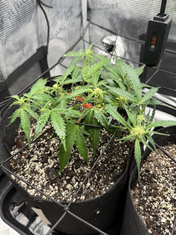 Gorilla Cookies — 1st Grow — flower, day 53