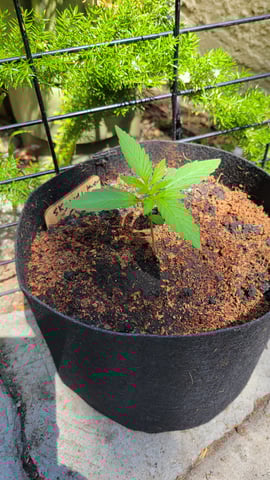 Next attempt  — vegetative, day 9