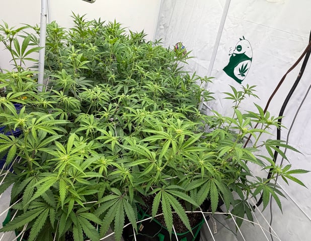 indoor tent  — flower, day 32