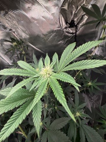 bonez #1 — flower, day 30