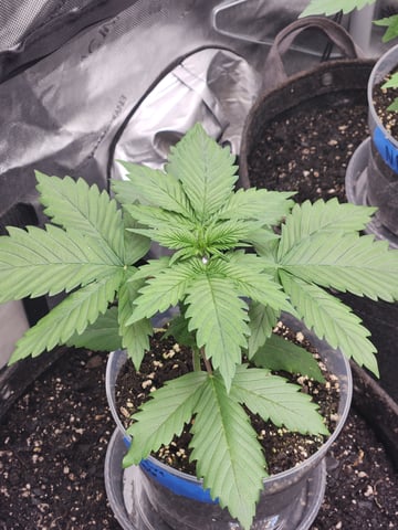Another round of Mephisto Genetics from Schoolyard Crush and Do-si-delirium drops. — vegetative, day 20