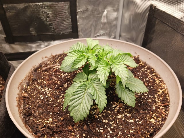 9lbhammer feminized  — vegetative, day 16