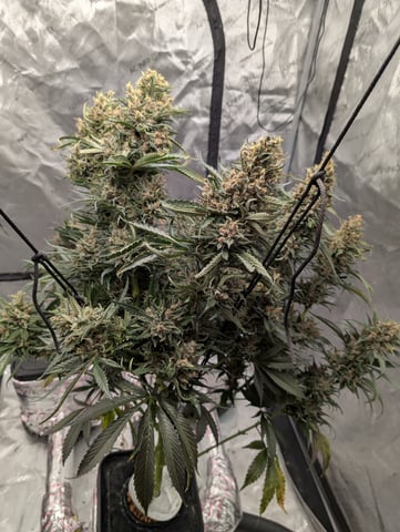 flipped to flower — flower, day 55