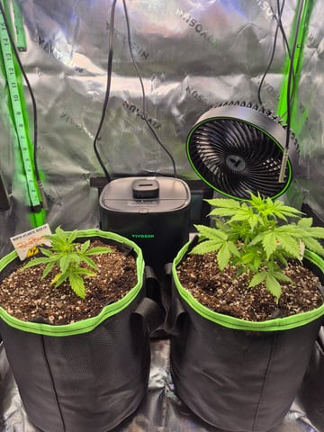 First "Auto" Grow — vegetative, day 23