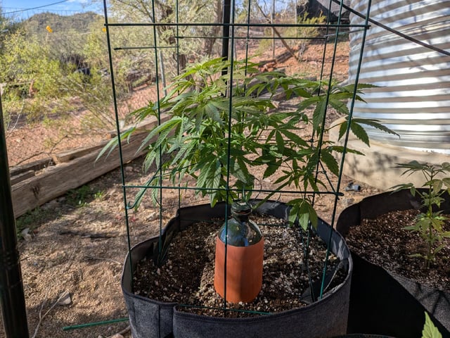 October Start — flower, day 69