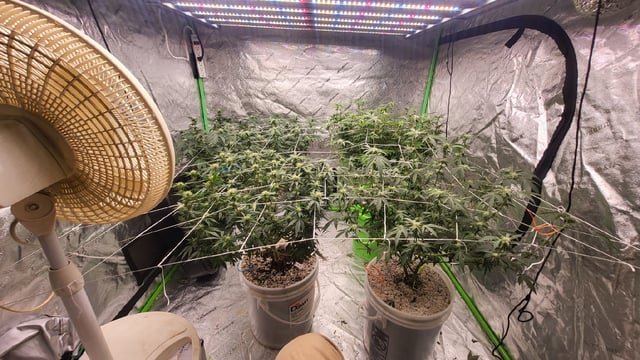 1st grow indoors(cardboard box to 2x2x4 to 5x5x6) — flower, day 102