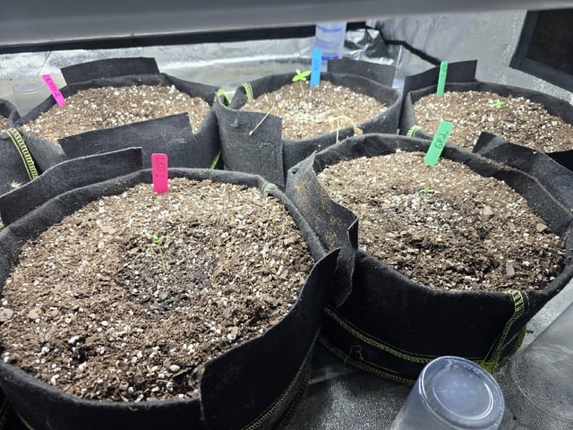 Autos AGAIN — germination, day 7