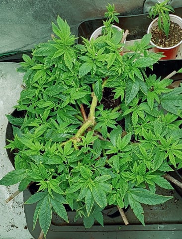 Purple Plum Perfect 💜 & 2 Grape Runtz 🍇 Mainlining garden.  — vegetative, day 147