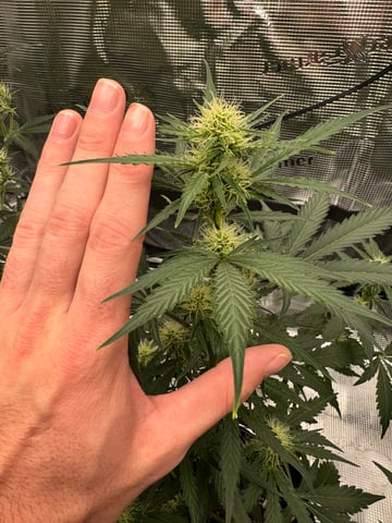 Grow Number 2 — flower, day 40