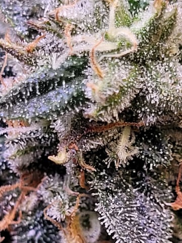 6th Grow — flower, day 82