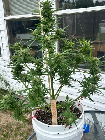First ever grow — flower, day 83