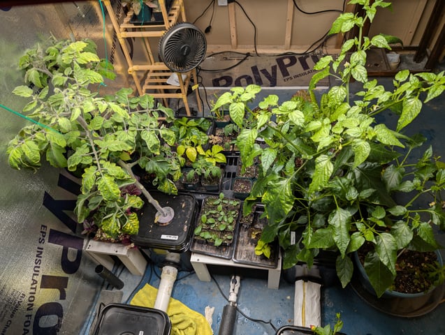 See what grows — vegetative, day 84