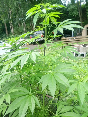 2025 grow — vegetative, day 19