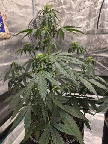 StrawZ (autoflower) — flower, day 43