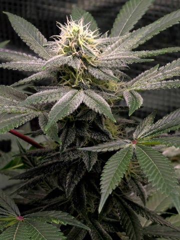 Dirty Bird - Thousand Island Fem & Platinum Kush Breath Remix x Grape Cakehead Fem Photo  — flower, day 89