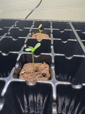 First Grow (Hydro) — germination, day 5