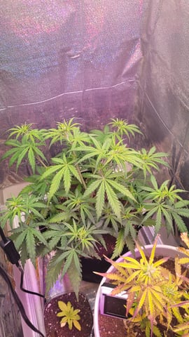 Third Grow ever, FastBuds Autos. — flower, day 16