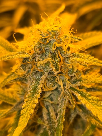 2nd Autoflower Indoor Grow — flower, day 93