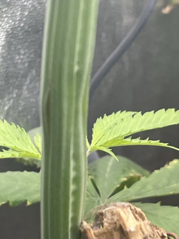 Thai xxl  — flower, day 10