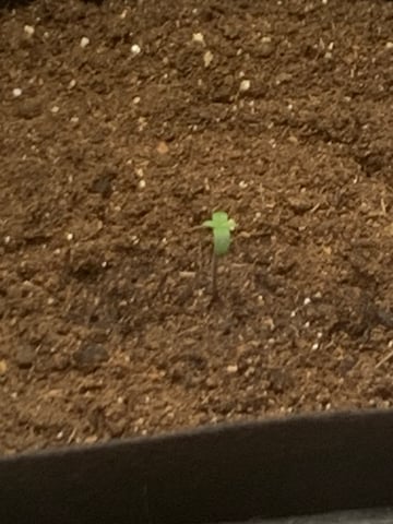 Blackberry Moonrocks (First Grow) — grow_setup, day 1