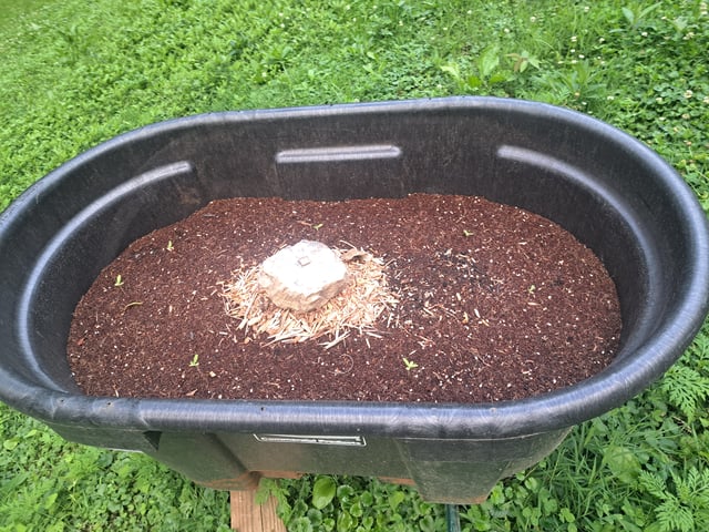 Bucket List Grow #1 — seedling_rooting, day 15