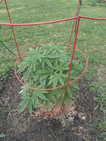 Motorbreath 15 — vegetative, day 1