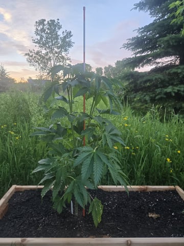 Grandpa Cookies, Black Cherry Soda And Lemon Trees
