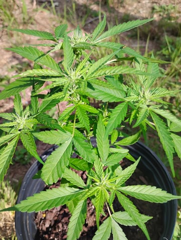 first time  — flower, day 14