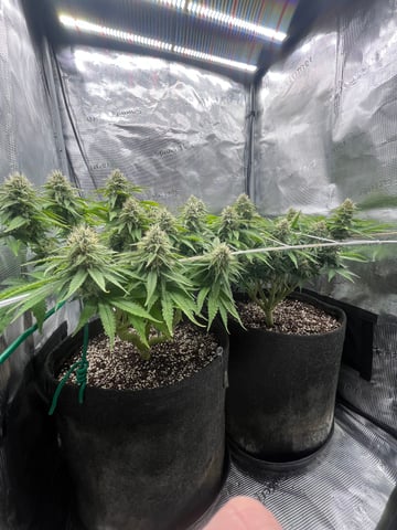 Gorilla Zkittlez & RS #11 — flower, day 82