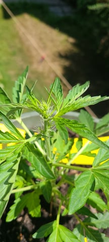 wedding cake auto flower — vegetative, day 26