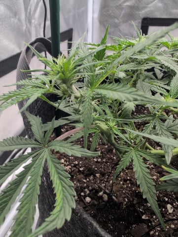 memphisto 3 bears OG, ethos high note r1 — flower, day 38