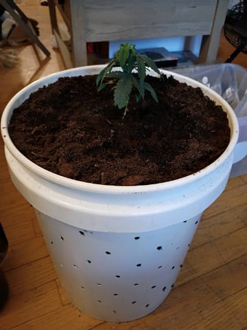 Mimosa Shot — vegetative, day 39