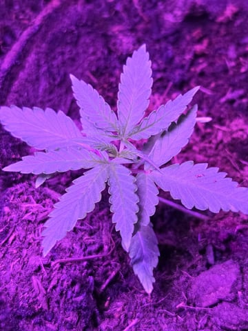1st Ever Grow — vegetative, day 28
