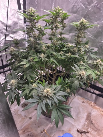 first grow — flower, day 94