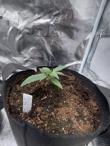 Indoor — vegetative, day 16