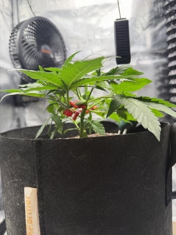 Gorilla Cookies 2nd Try — vegetative, day 35