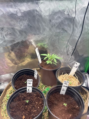 Sour Og Chem