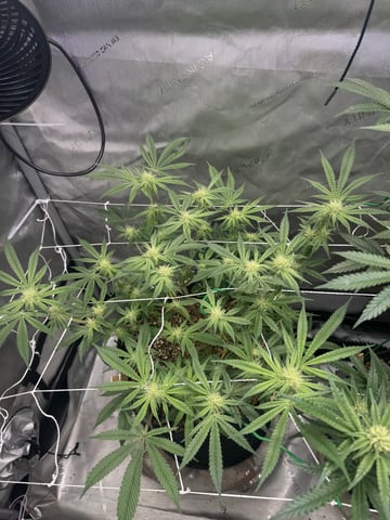 catpiss canyon & Apple Candie  — flower, day 6